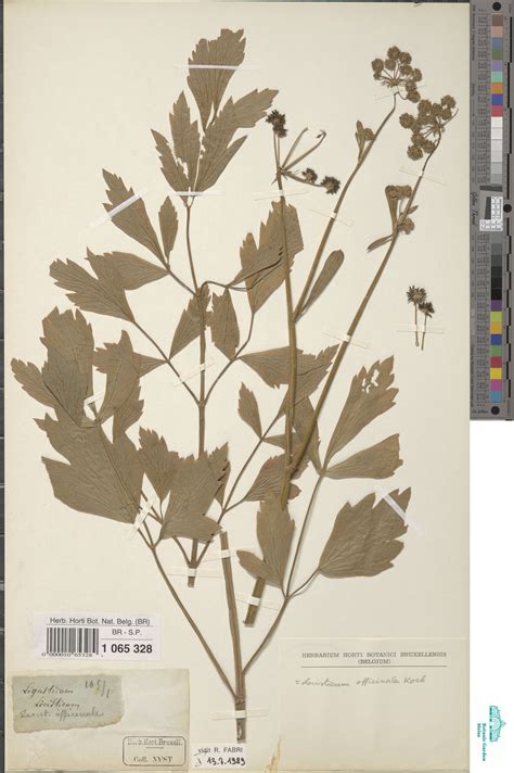Levisticum officinale W.D.J.Koch (BR0000010653289) | Zenodo