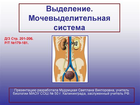 Выделение. Мочевыделительная система - презентация онлайн