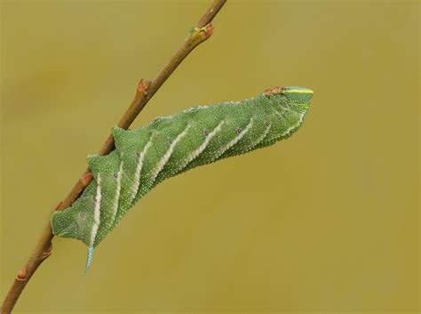 Eyed Hawk-moth Larvae by Andy_brown | ePHOTOzine