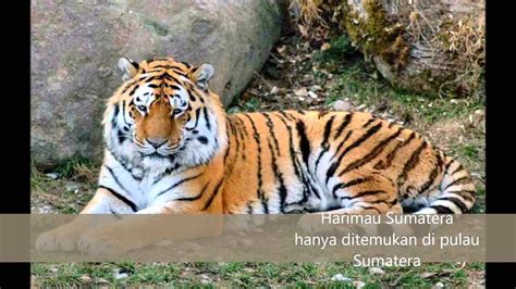 fauna asiatis - wood scribd indo