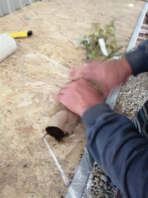 Галерея реализуемых растений питомника «Твой Сад»