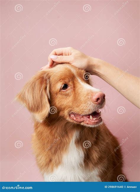 Affectionate Moment, Dog Enjoys Care. a Human Hand Pets Stock Photo