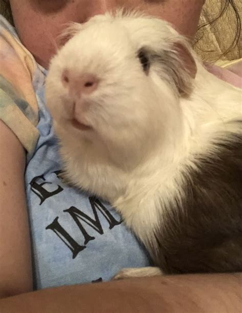 Pin by Amy Hetterle on Cute guinea pigs | Cute guinea pigs, Happy ...