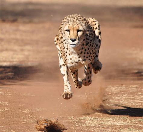 Cheetah Predators: These 4 Animals Can Kill and Eat Cheetahs - A-Z Animals