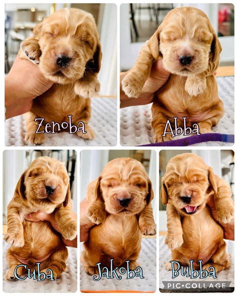 The BA litter... - Bellamy English Cocker Spaniels