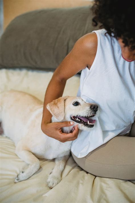 Why You Should Learn CPR for Dogs and Cats - Broke and ChicBroke and Chic