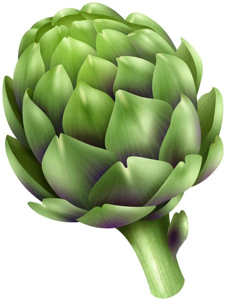 Артишок PNG