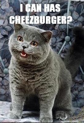 Exfanding Your Horizons: I Can Has Cheezburger?: Cute cats with comical