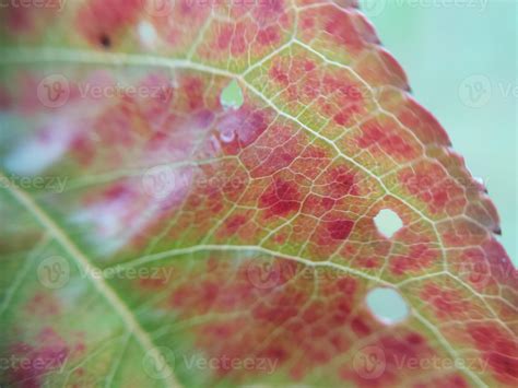 Colorful plant leaves after rain 11911296 Stock Photo at Vecteezy