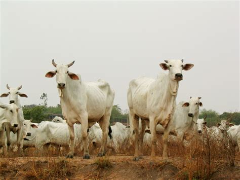 Cattle ranching - CIFOR Forests News