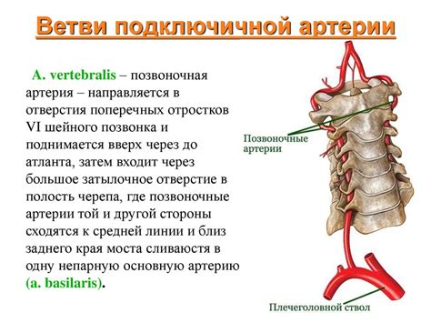 Кровеносная система человека: артерии - презентация онлайн