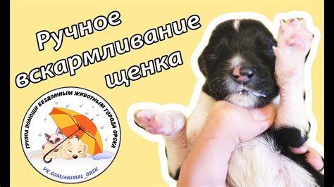 Вскармливание новорожденного щенка - YouTube