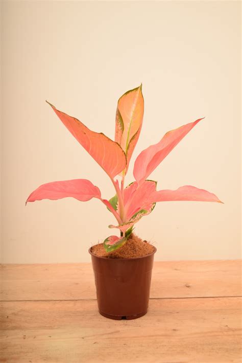 Aglaonema 'Flamingo'