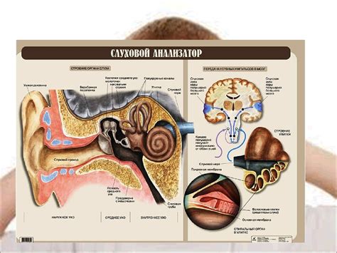 Слуховая сенсорная система. Слуховой анализатор - презентация онлайн