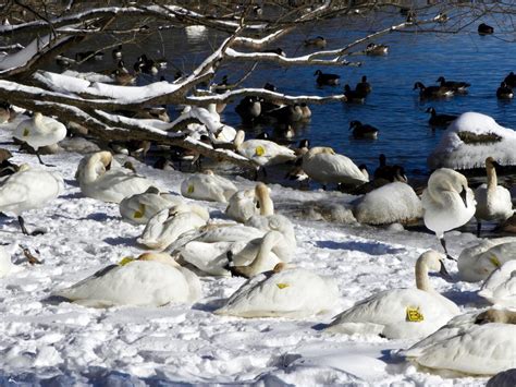 Trumpeter Swans in snow – My Bird of the Day