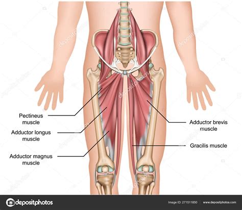 Adductor Muscles Anatomy Medical Vector Illustration White Background Stock Vector by ...