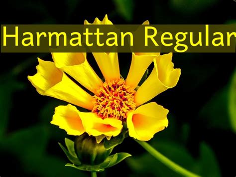 Harmattan Regular Font - FFonts.net