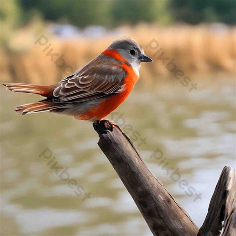 Bird Picture Photo | JPG Free Download - Pikbest