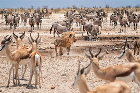 Von Impalas bis Kudus: Welche Antilopenarten gibt es in Afrika?