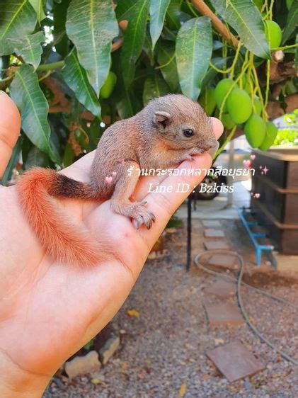kaidee