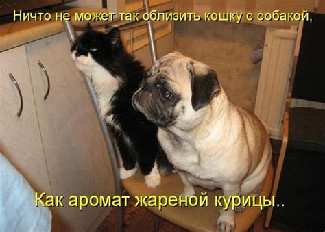 Смешные Коты И Собаки Фото — Фото