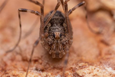 How Do Dogs Catch Worms: Prevention and Treatment Options