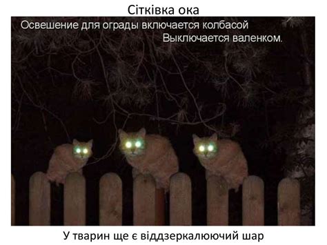 Будова і функції сітківки ока. Світловий, колірний і просторовий зір ...