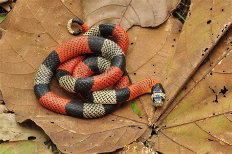 A Cobra Mais Venenosa