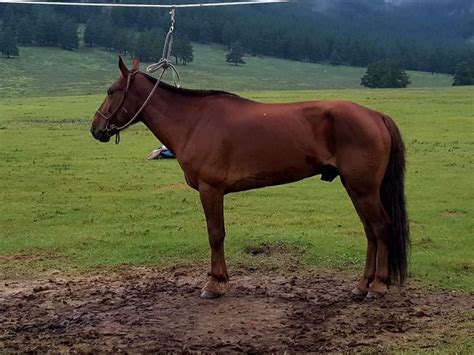 Pin by Davaadorj Gantumur on mori | Horses, Breeds, Mongolia