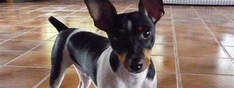 Brazilian Terrier Dog1 - Pet Paw