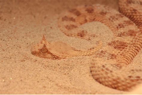 That Snake The Devil - Patiently Waiting To Strike - My Daily Letters