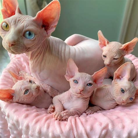 Sphynx Cat | LookCrown