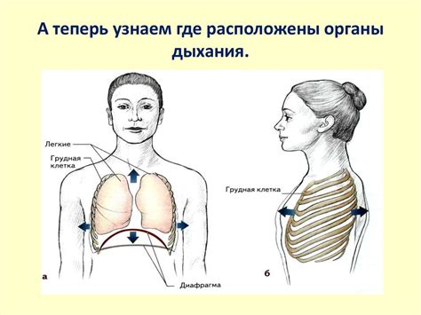 Система дыхания. (Урок окружающего мира. 4 класс) - презентация онлайн