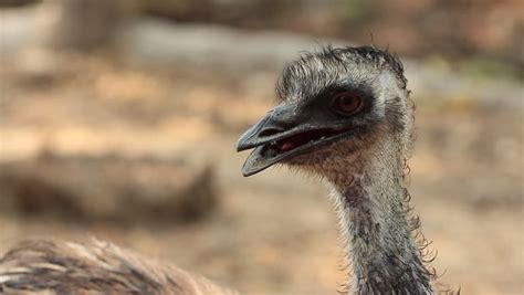 Large Flightless Bird image - Free stock photo - Public Domain photo ...