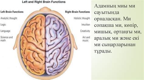 Орталық жүйке жүйесіне әр түрлі бөлімдерынын күрылысы мен кызметі ...