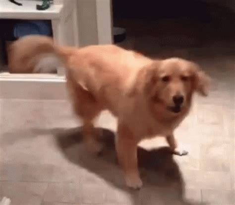 Happy Jumping Dog Gif Share the best gifs now