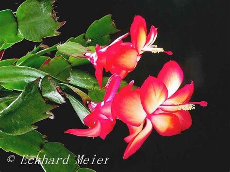 Schlumbergera Hybride 'Samba Brazil' Cactus Andaluz