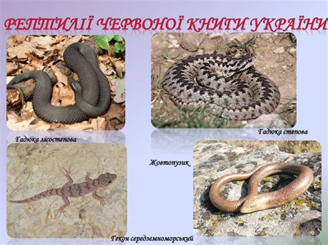 Презентація "Підтип Хребетні. Клас Рептилії"