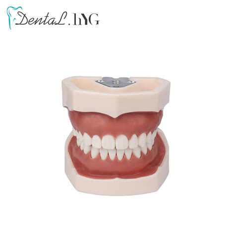 Dental model Teeth model gum teeth Teaching Model – Grandado