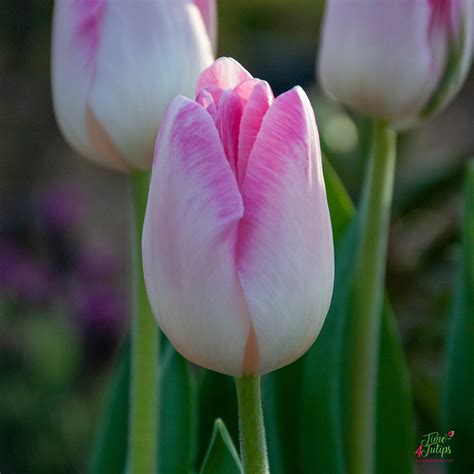 Tulip Sinfonie ® - Time4Tulips
