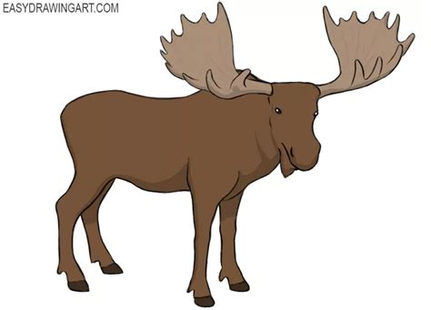 How to Draw a Moose - Easy Drawing Art