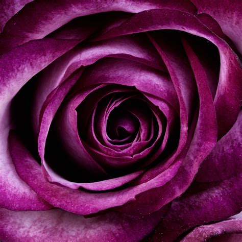 Download Purple Rose Aesthetic Wallpaper | Wallpapers.com