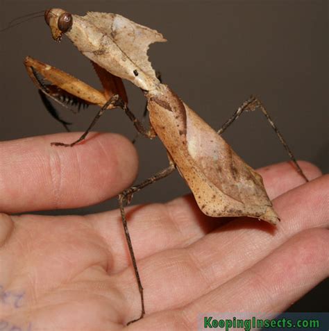 Dead Leaf Mantis Mon 4th March 2013 | Wildlife Village