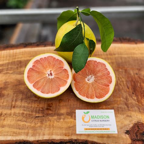 ruby red grapefruit trees  sale madisoncitrusnurserycom madison