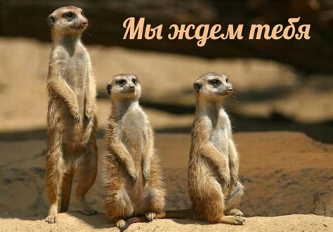 Мы ждем тебя - красивые картинки (30+) • Бесплатные картинки