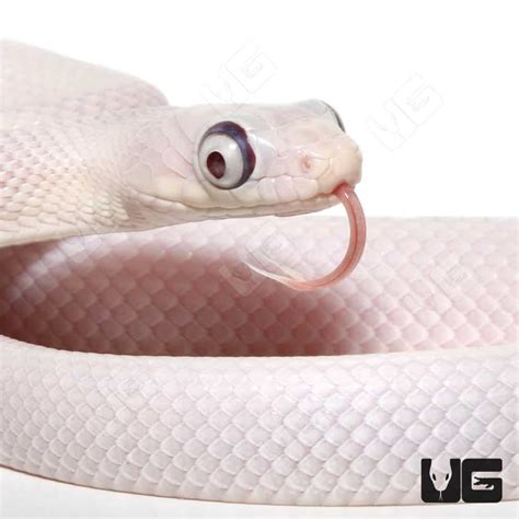 Leucistic Bug Eye Texas Ratsnakes (Pantherophis obsoletus) For Sale ...