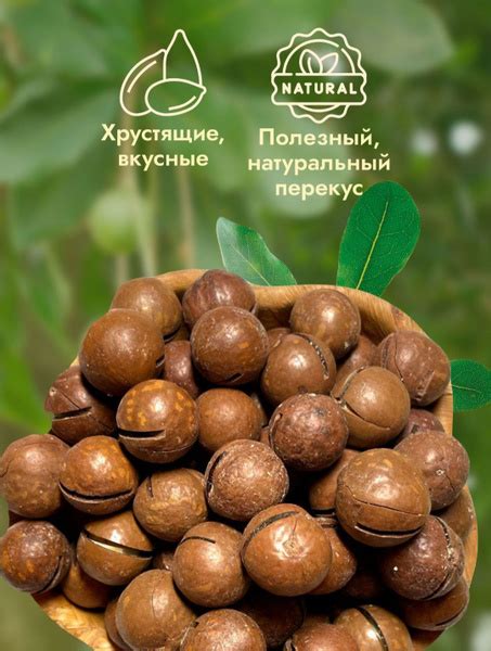 Орехи макадамия в скорлупе. Урожай 2023 года. Орехи премиум качества ...