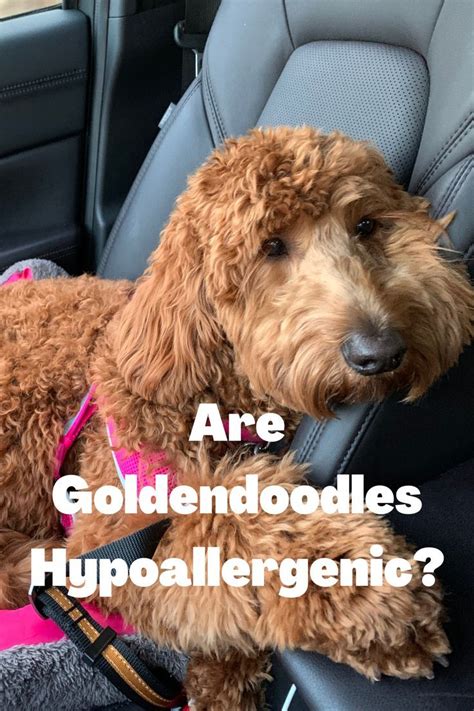 Are Goldendoodles Hypoallergenic? 2022 | Dog nutrition, Goldendoodle ...