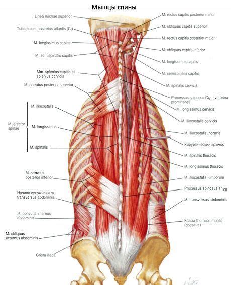 Muscles of the back | Competently about health on iLive