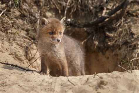 Premium Photo | Red fox cub or cubs, newborn foxes in there natural ...